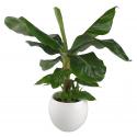 Bananenplant Musa dwarf cavendish XS kamerplant in cresta pure white bloempot